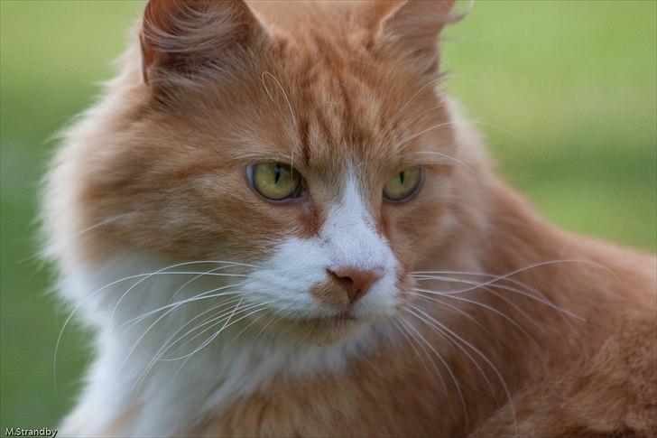 Blanding af racer Sofus billede 8