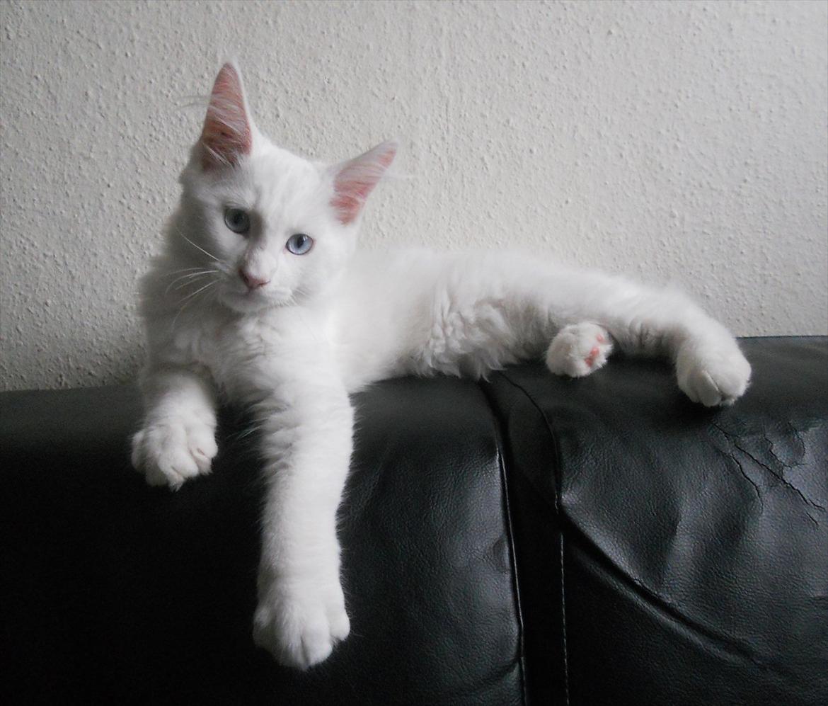 Maine Coon Eigil-Gandalf - Flere billeder kommer! :) billede 1