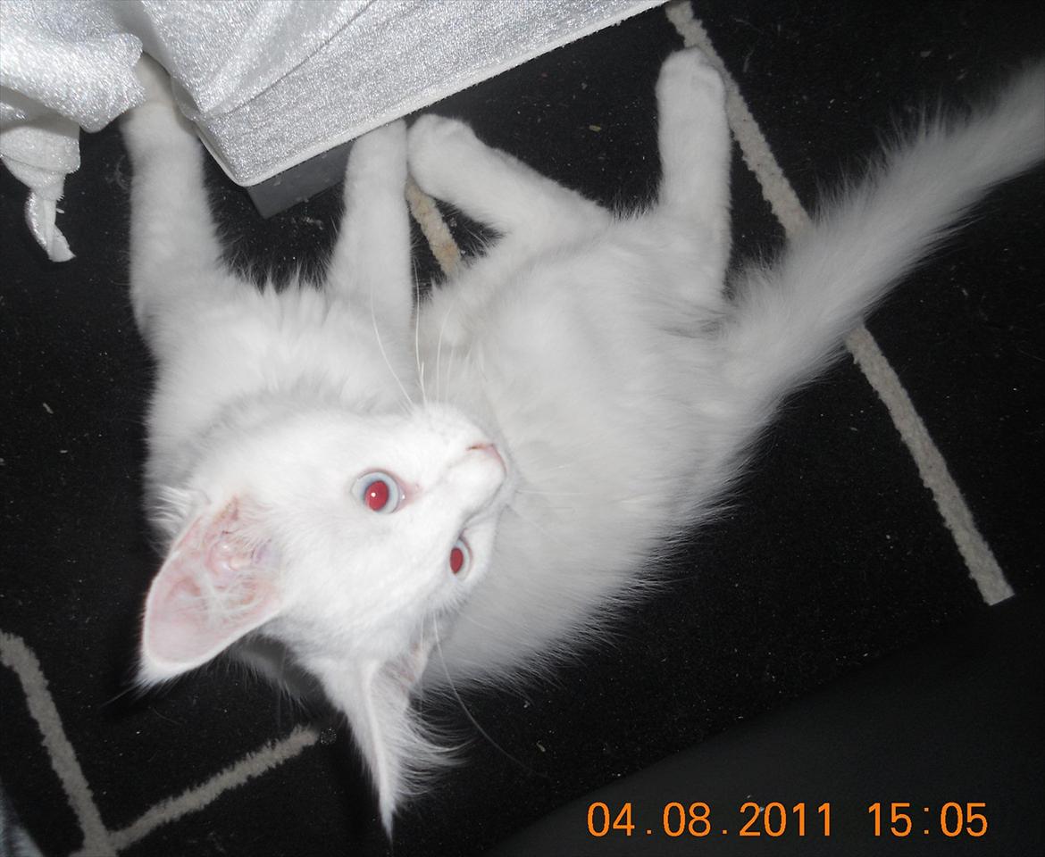 Maine Coon Eigil-Gandalf billede 2