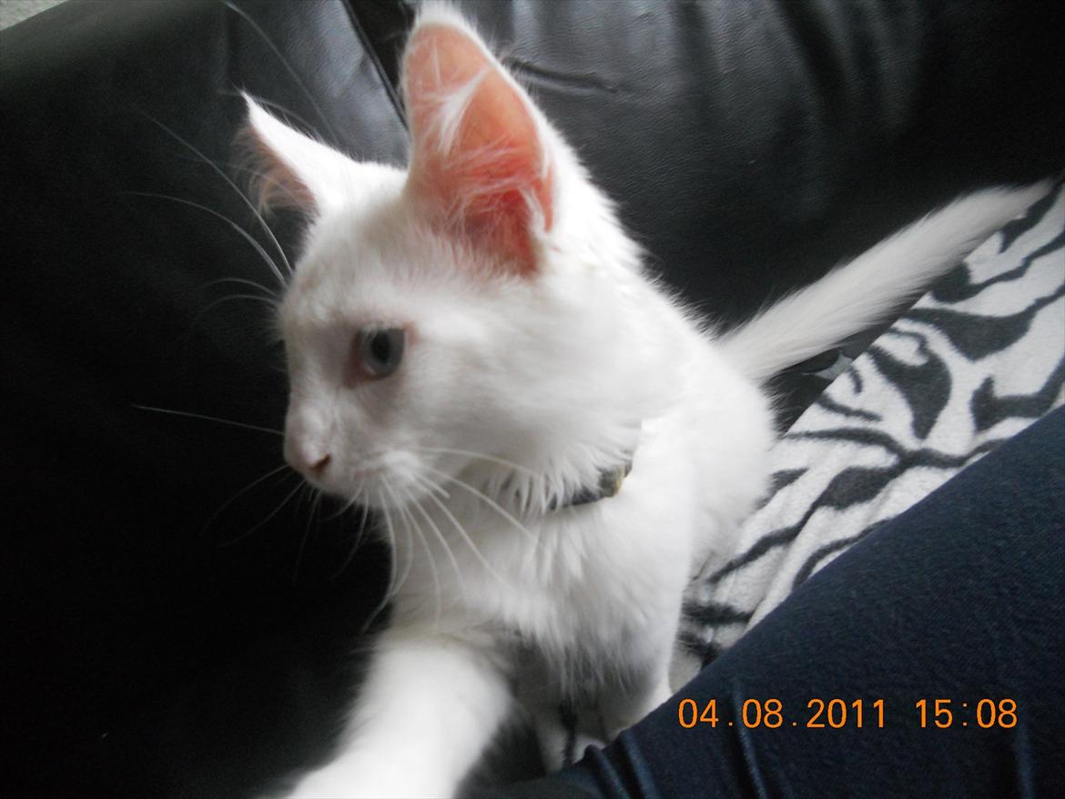 Maine Coon Eigil-Gandalf billede 3