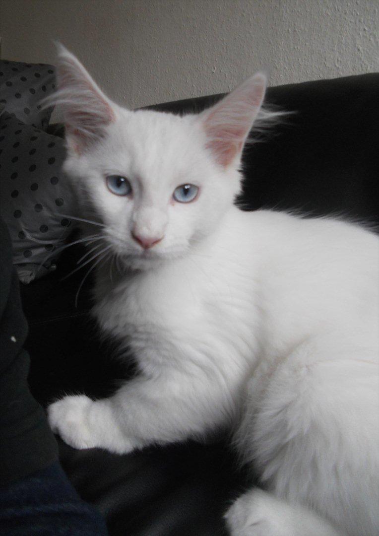 Maine Coon Eigil-Gandalf billede 4