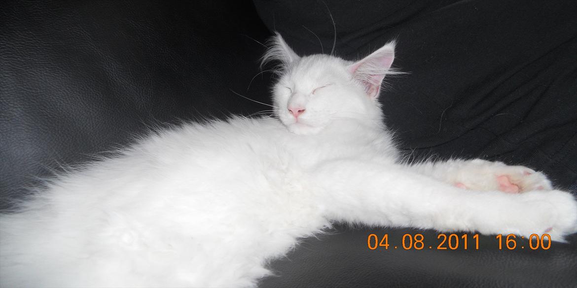 Maine Coon Eigil-Gandalf billede 5