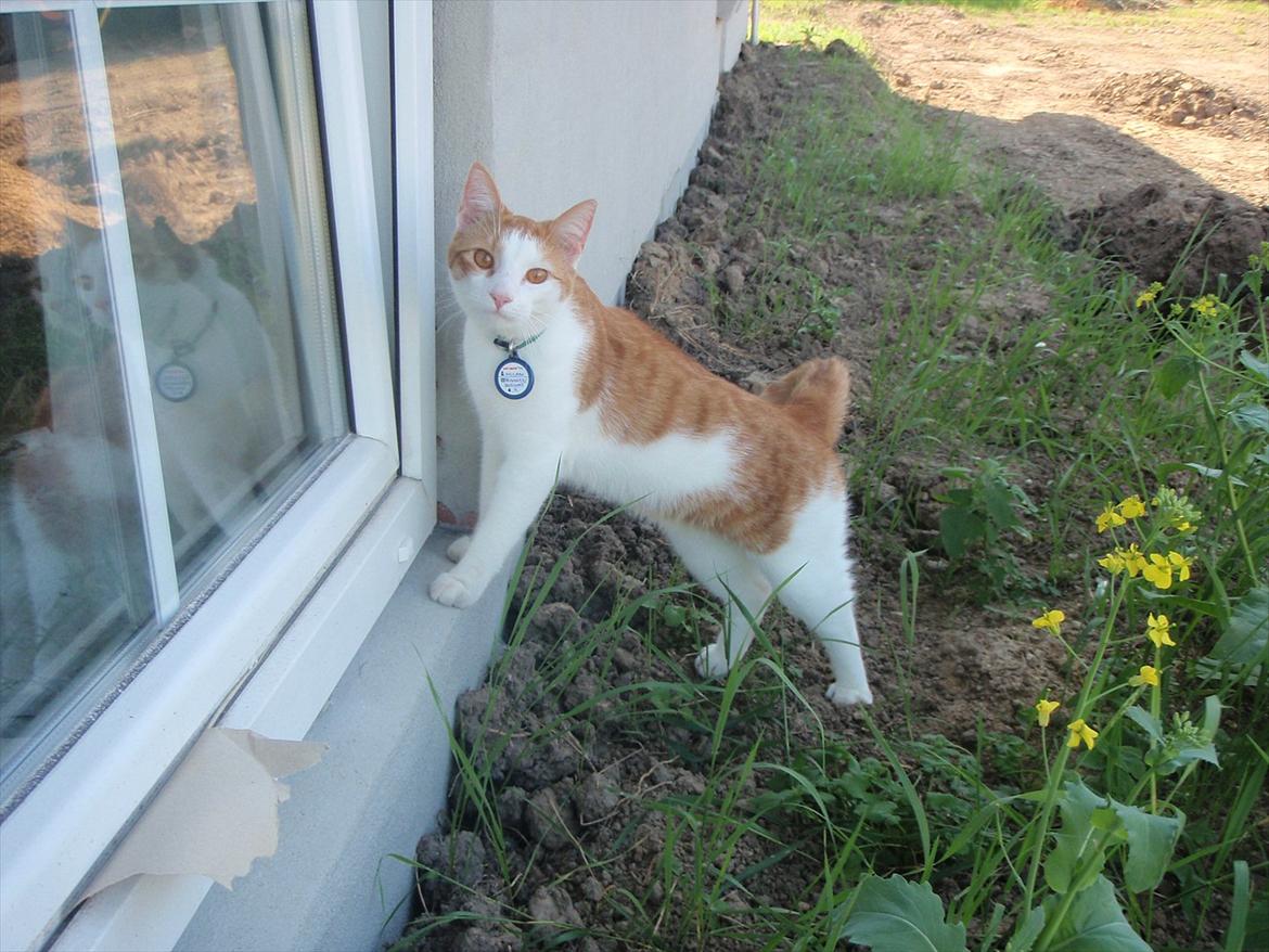 Huskat Milan billede 2