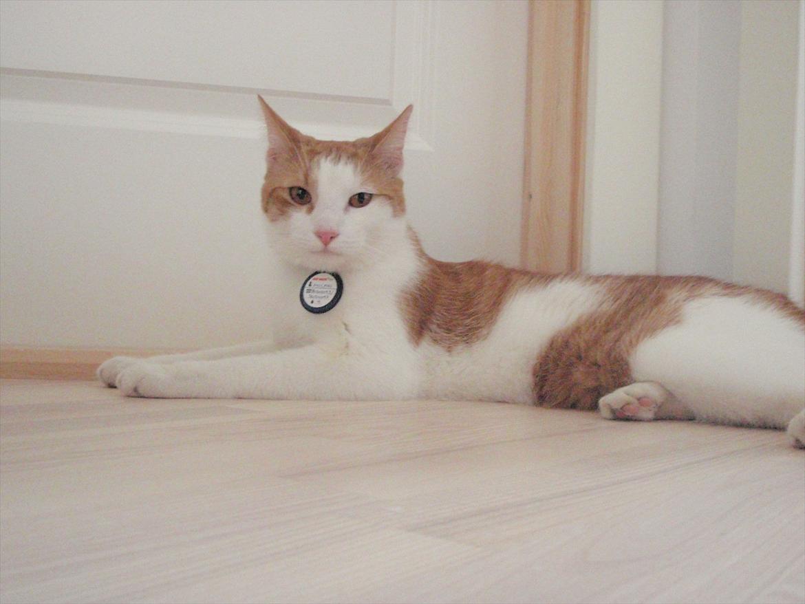 Huskat Milan billede 3