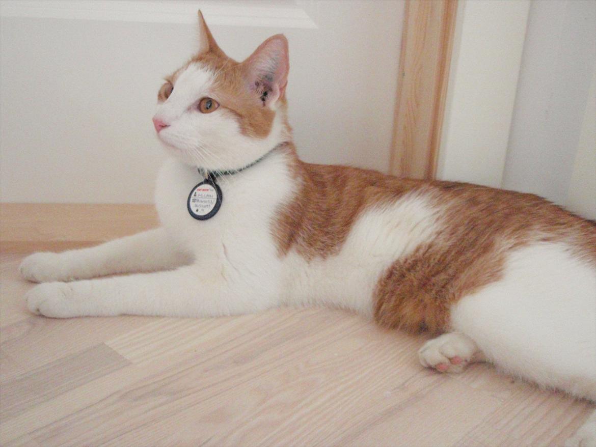 Huskat Milan billede 1