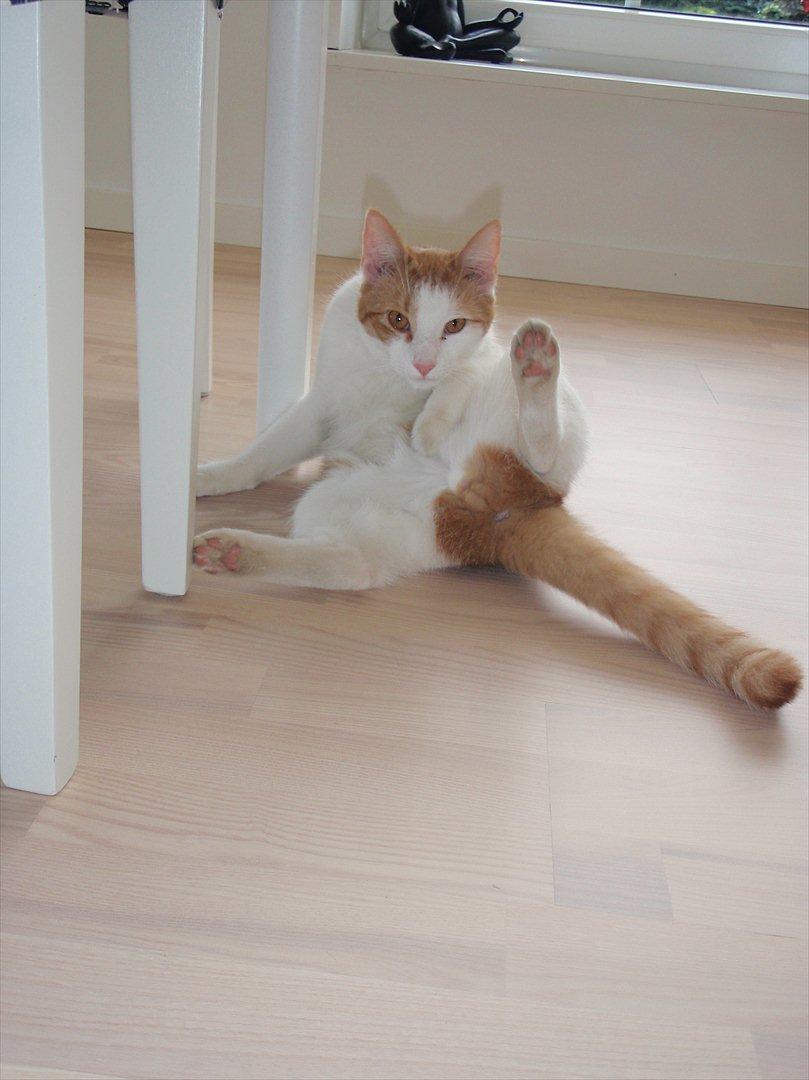 Huskat Milan billede 4