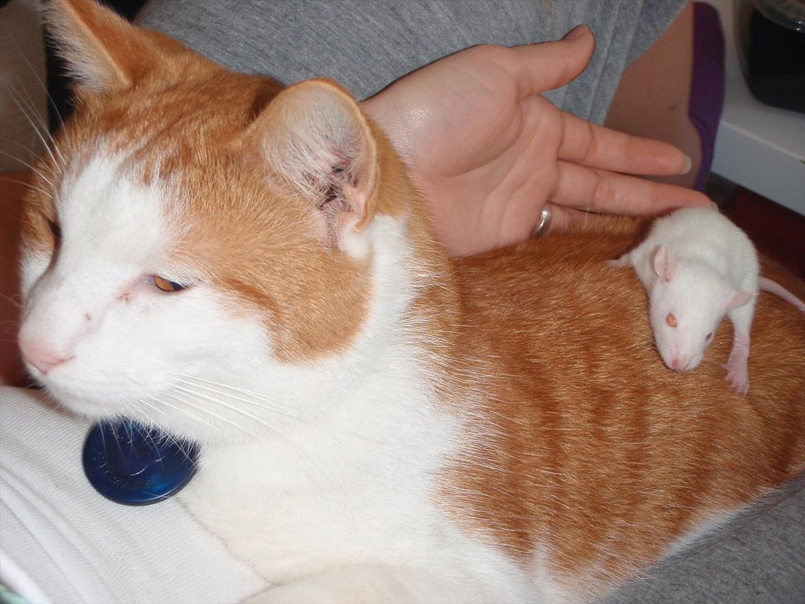 Huskat Milan billede 5