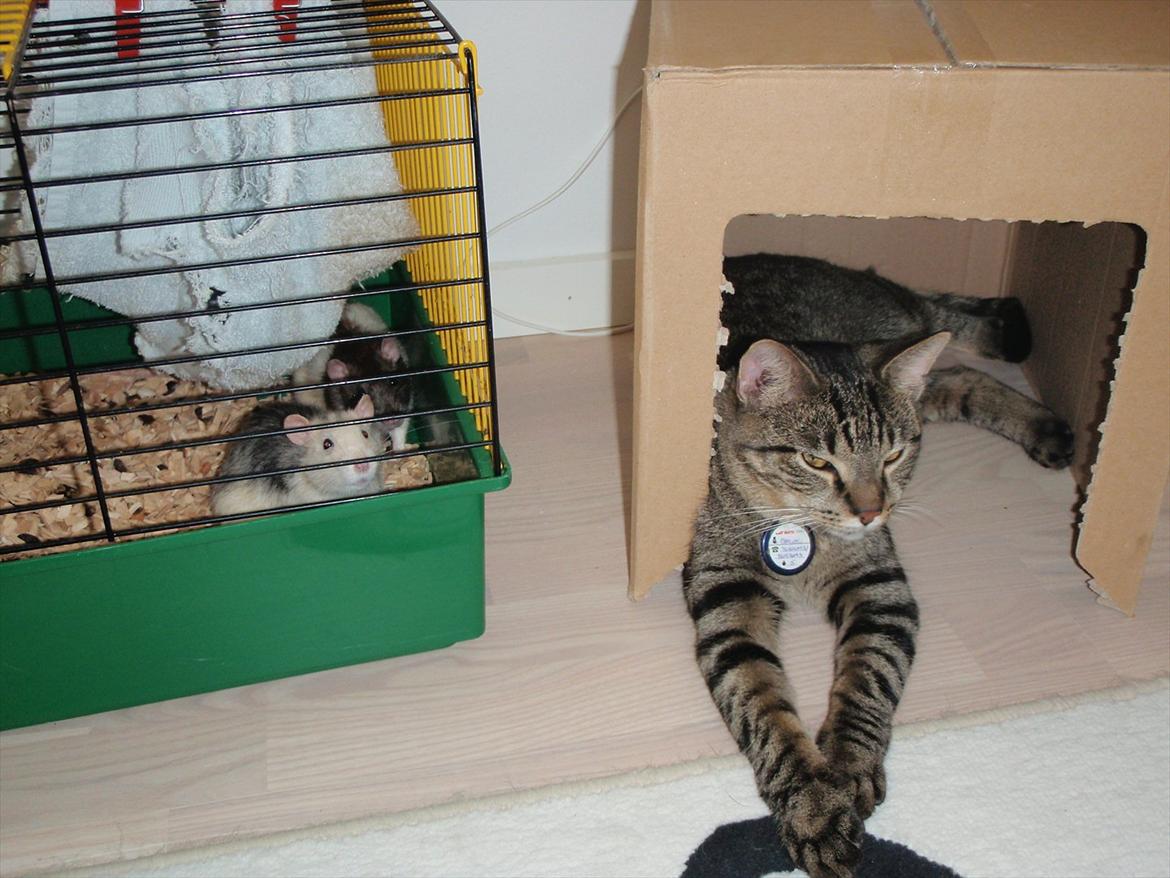 Huskat Balou billede 1