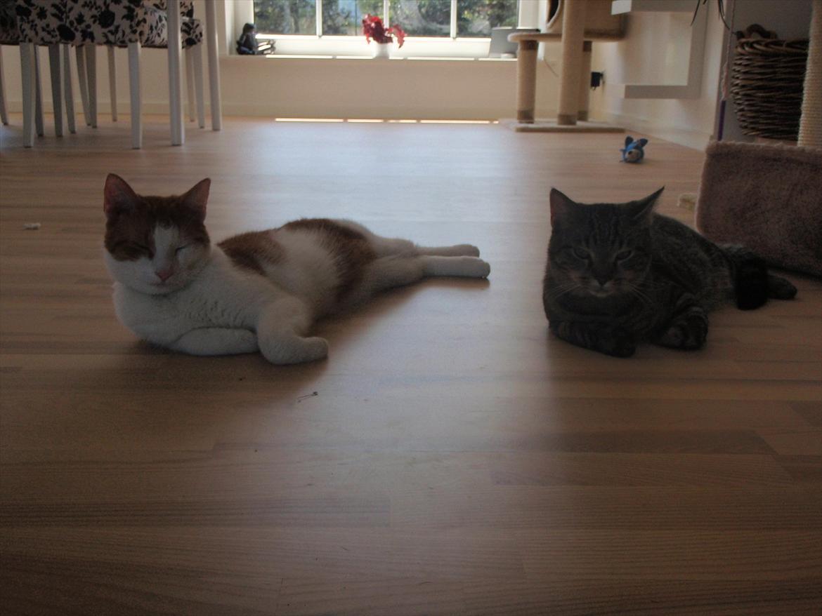 Huskat Balou billede 2