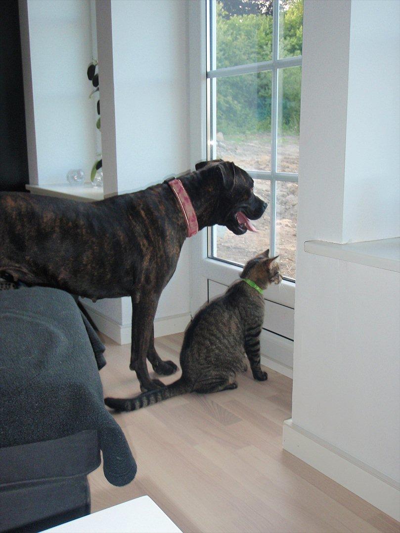 Huskat Balou billede 3