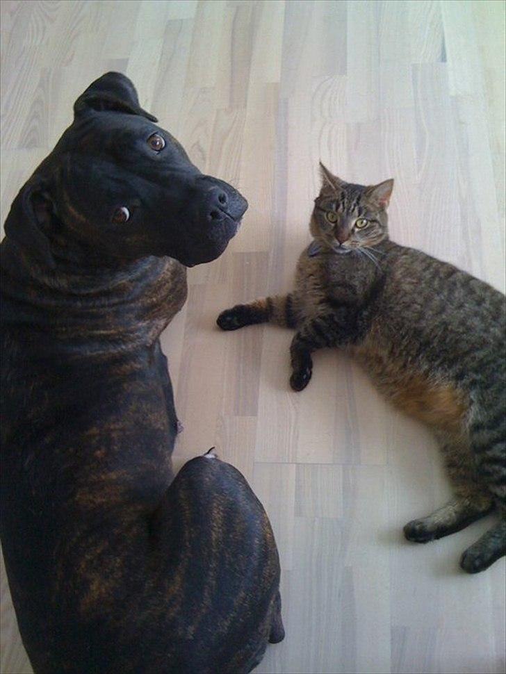 Huskat Balou billede 4