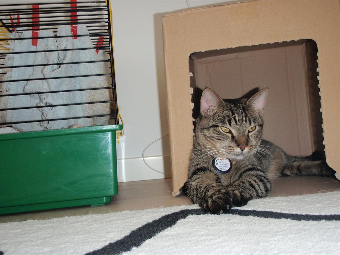 Huskat Balou billede 5