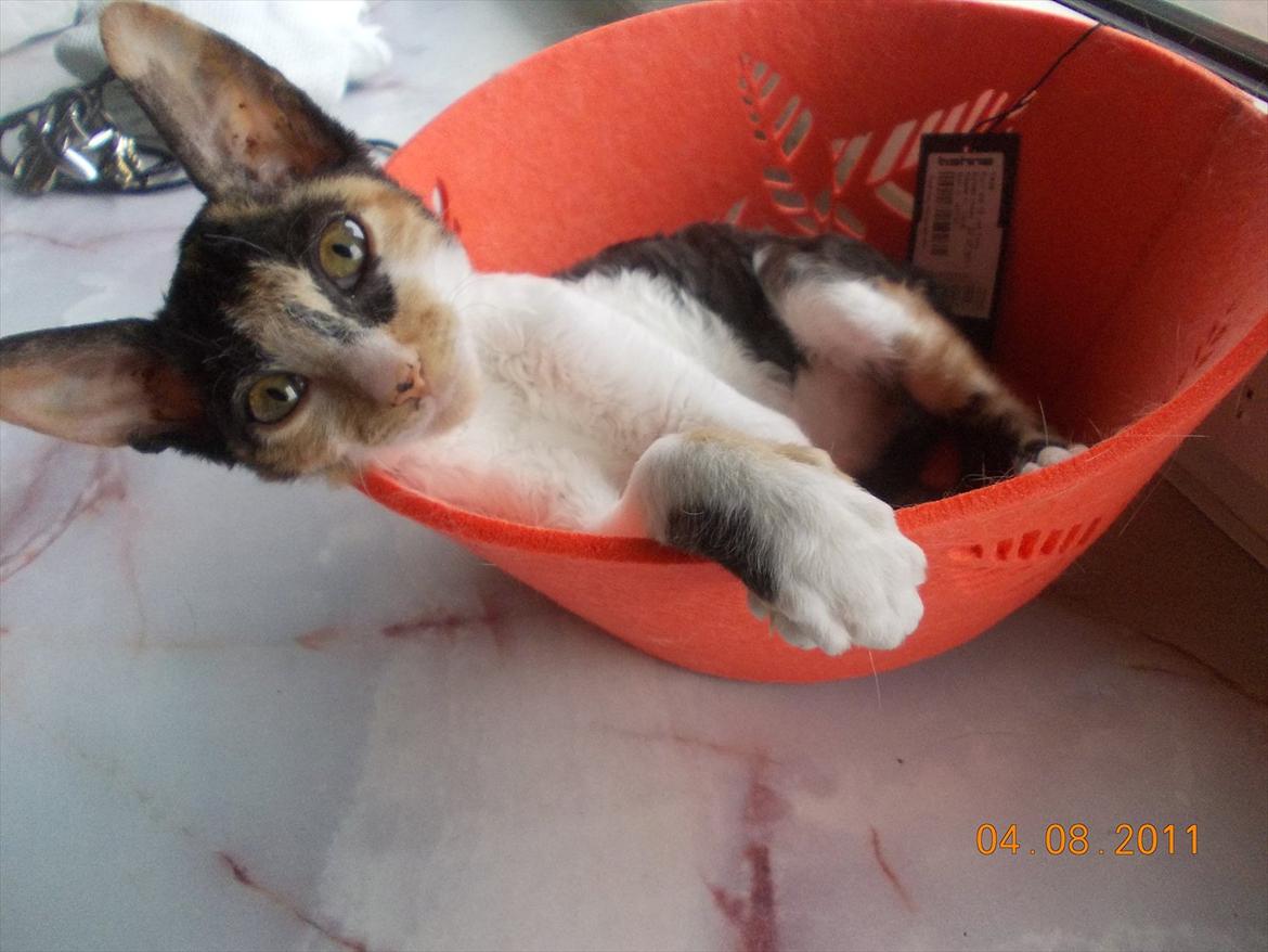 Cornish Rex Padmé Amidala billede 1