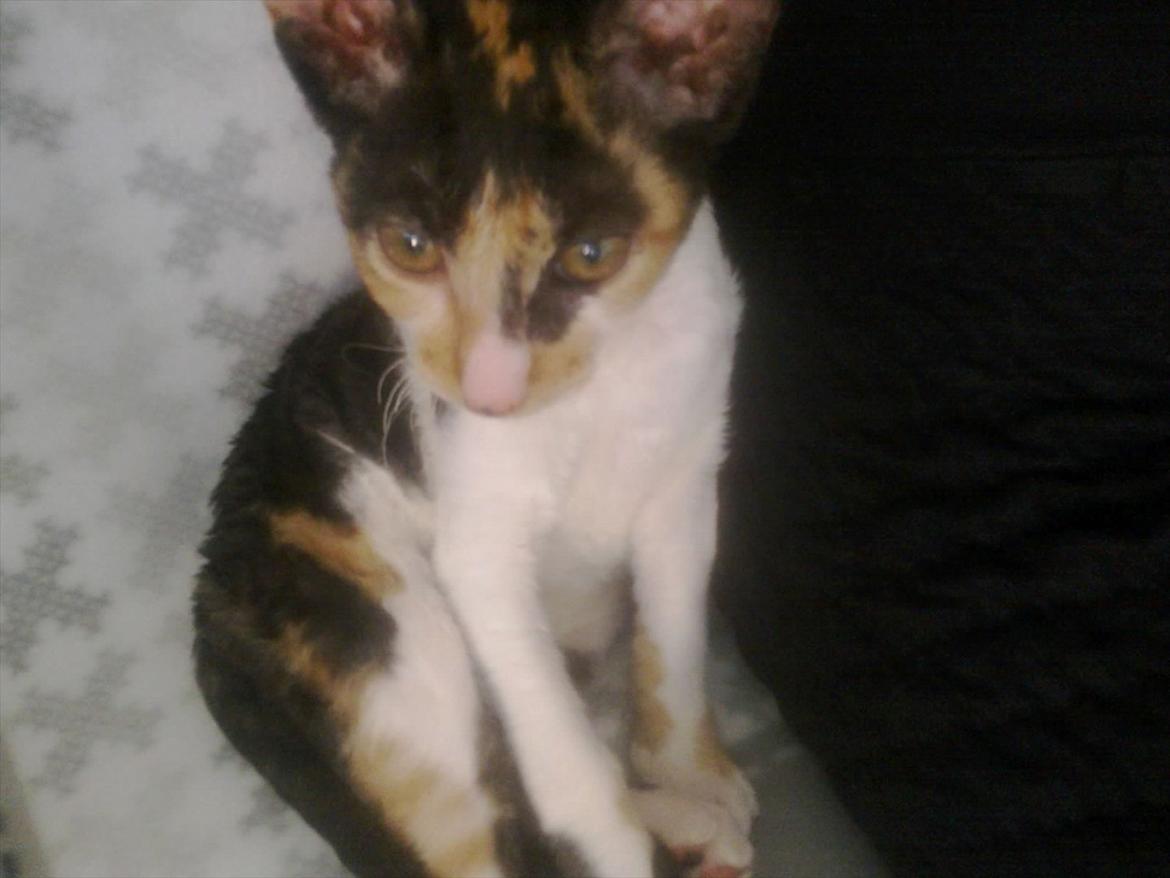 Cornish Rex Padmé Amidala billede 2