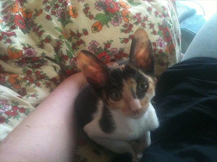 Cornish Rex Padmé Amidala billede 3