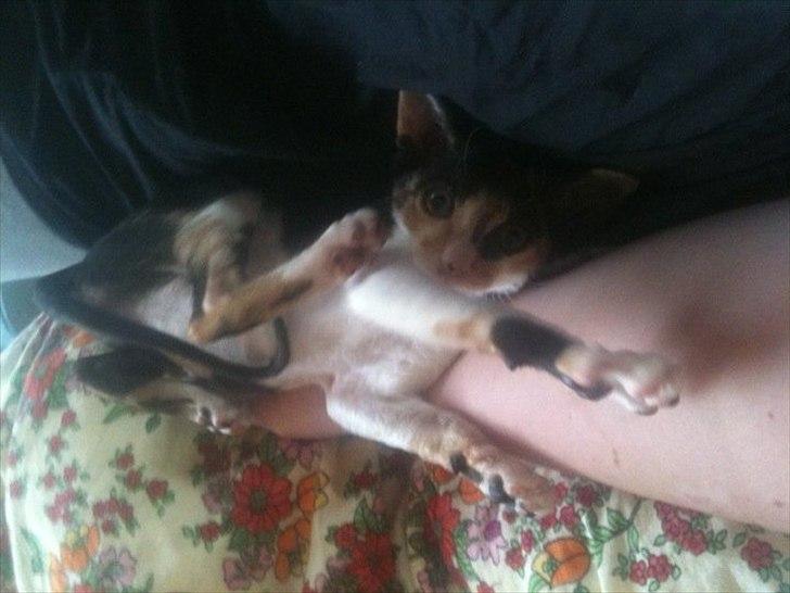 Cornish Rex Padmé Amidala billede 4