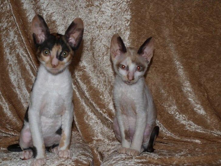Cornish Rex Padmé Amidala billede 5