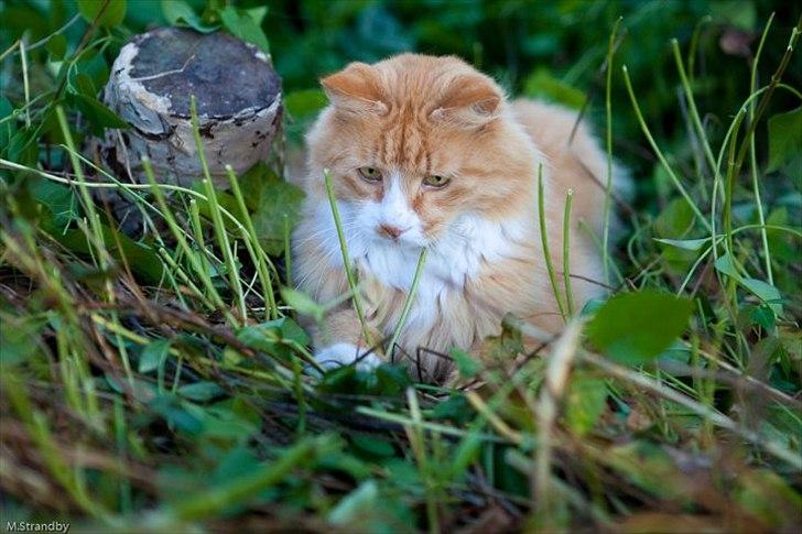 Blanding af racer Sofus billede 9