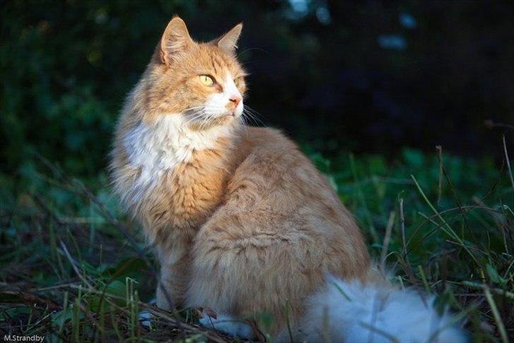 Blanding af racer Sofus - The king. billede 10