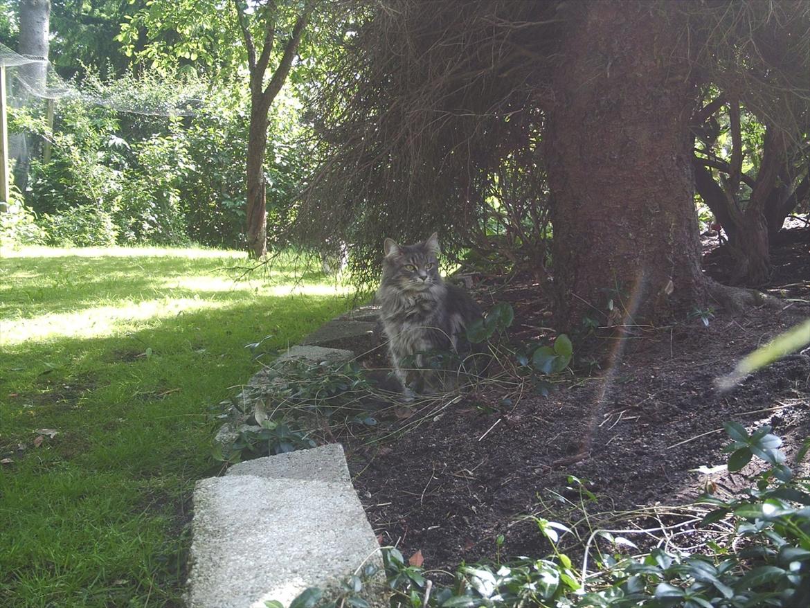 Maine Coon DK WaterCoons Blue Jean (Dollar) - Dollar nyder livet i haven billede 3