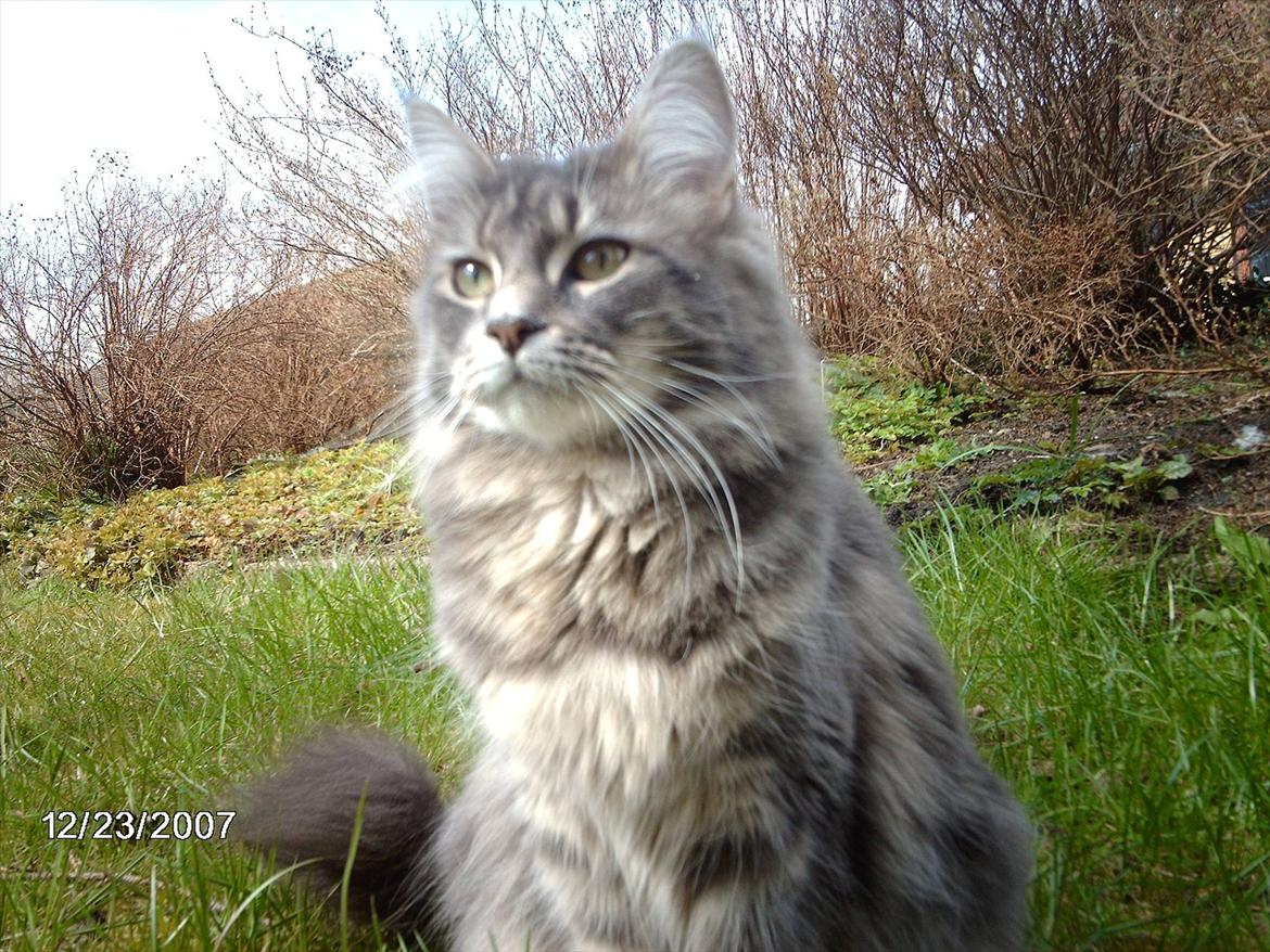 Maine Coon DK WaterCoons Blue Jean (Dollar) billede 1