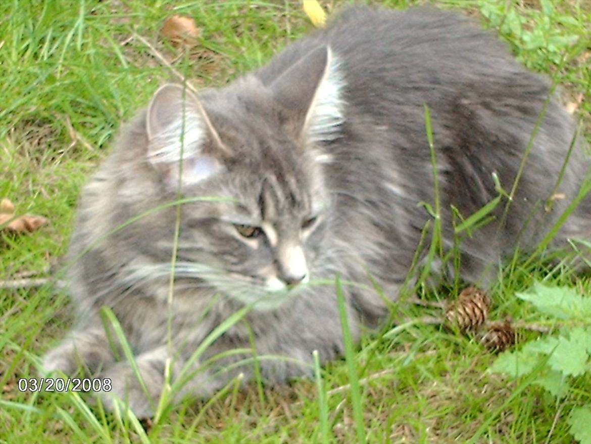 Maine Coon DK WaterCoons Blue Jean (Dollar) billede 4