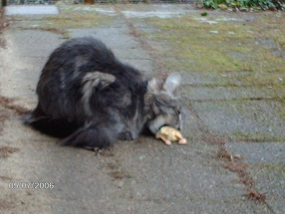 Maine Coon DK WaterCoons Blue Jean (Dollar) billede 5