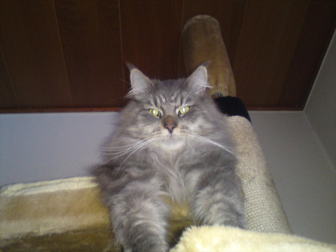 Maine Coon DK Engberg's Arkimedes (kælenavn Surfer) billede 3