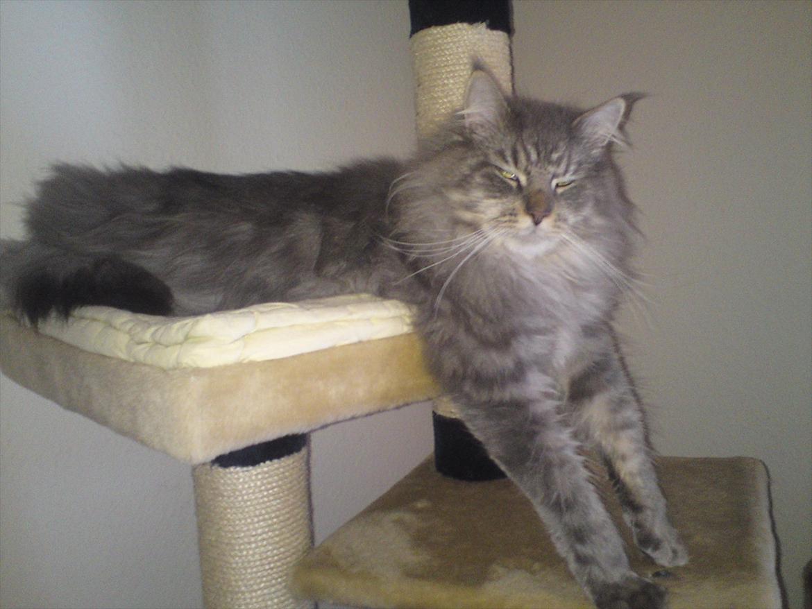 Maine Coon DK Engberg's Arkimedes (kælenavn Surfer) - mit kradsebræt er altså ved at være for lille... billede 1
