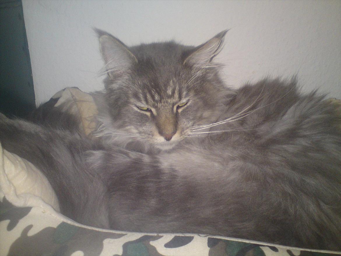 Maine Coon DK Engberg's Arkimedes (kælenavn Surfer) billede 4