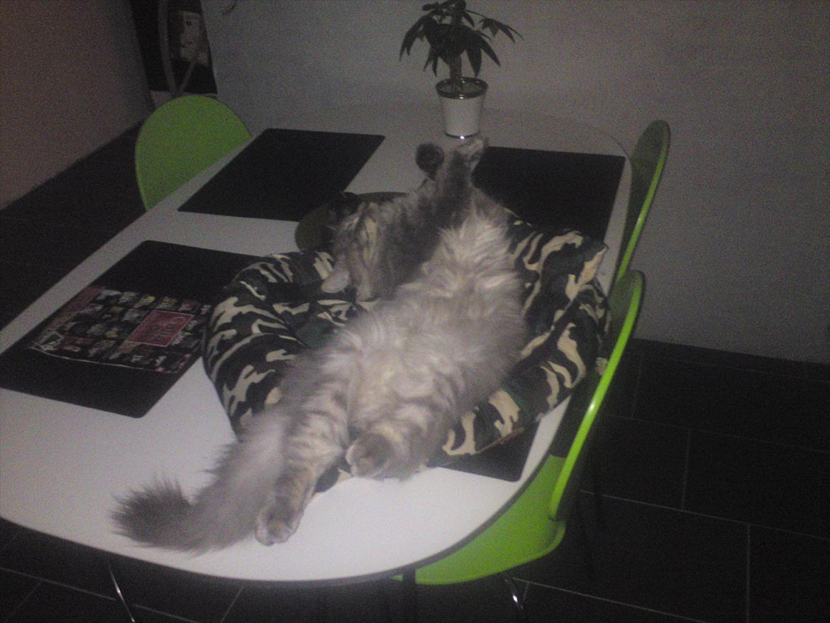 Maine Coon DK Engberg's Arkimedes (kælenavn Surfer) - Hov..., jeg da vist lige "kommet" til at falde i søvn på bordet billede 5