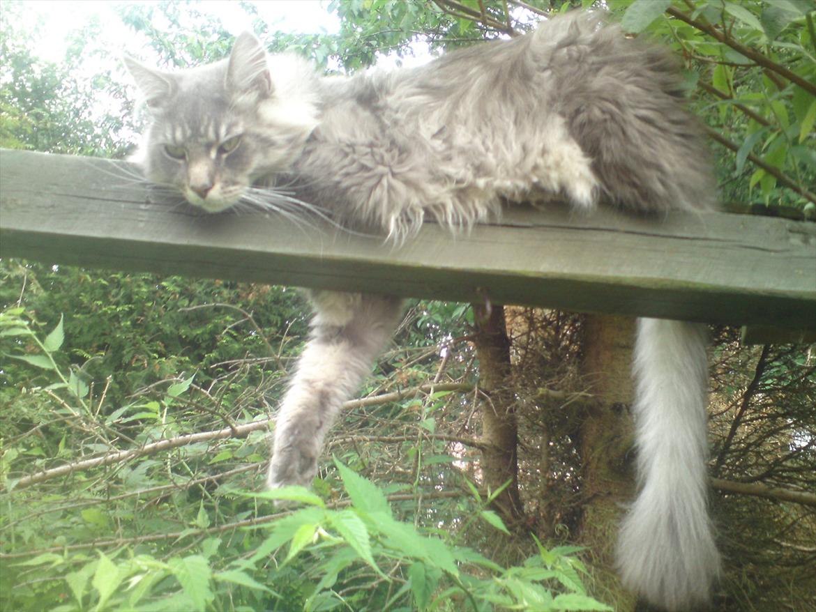 Maine Coon DK Engberg's Arkimedes (kælenavn Surfer) - mit favorit sted at sove udendørs billede 2