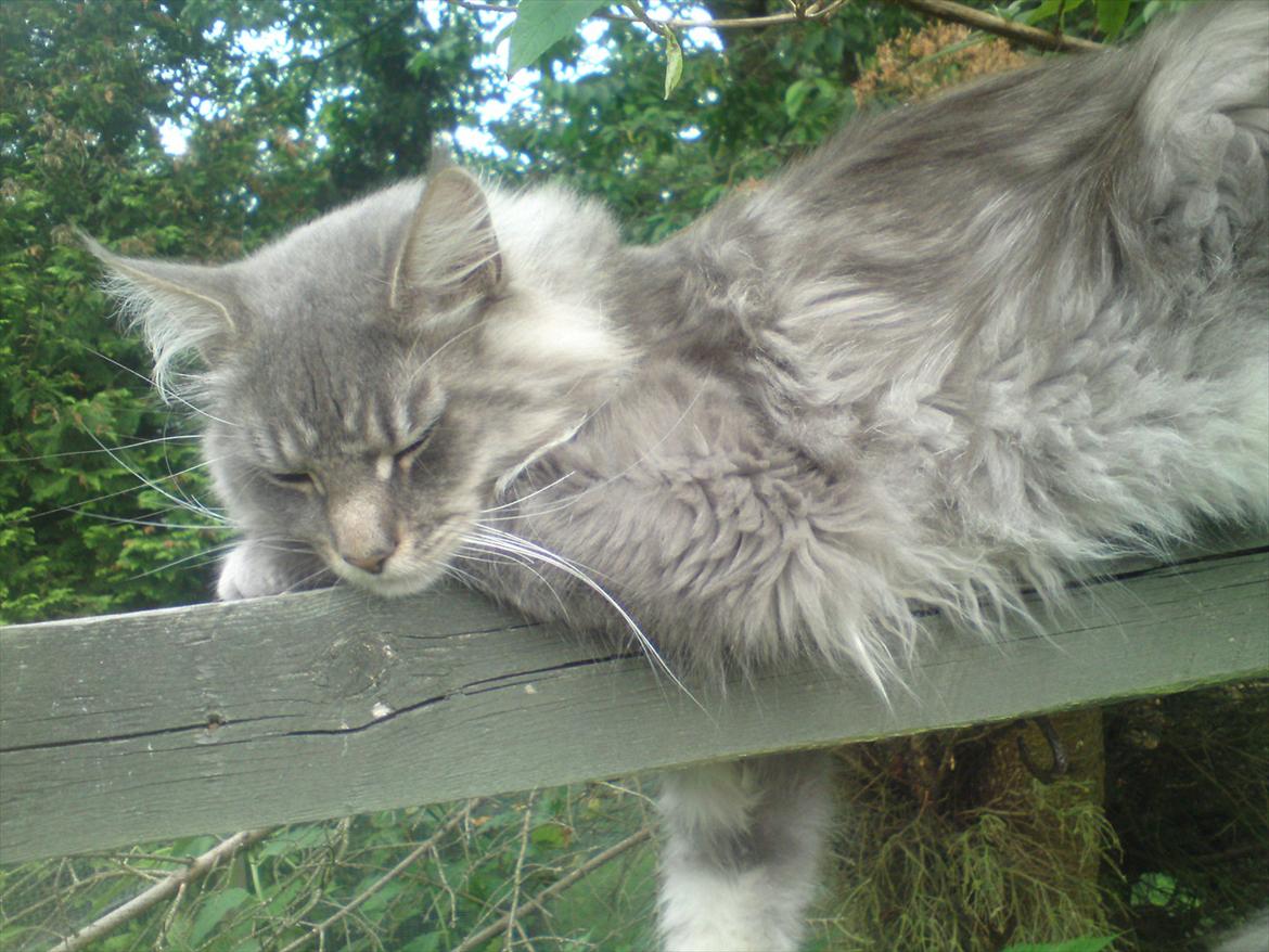 Maine Coon DK Engberg's Arkimedes (kælenavn Surfer) billede 6