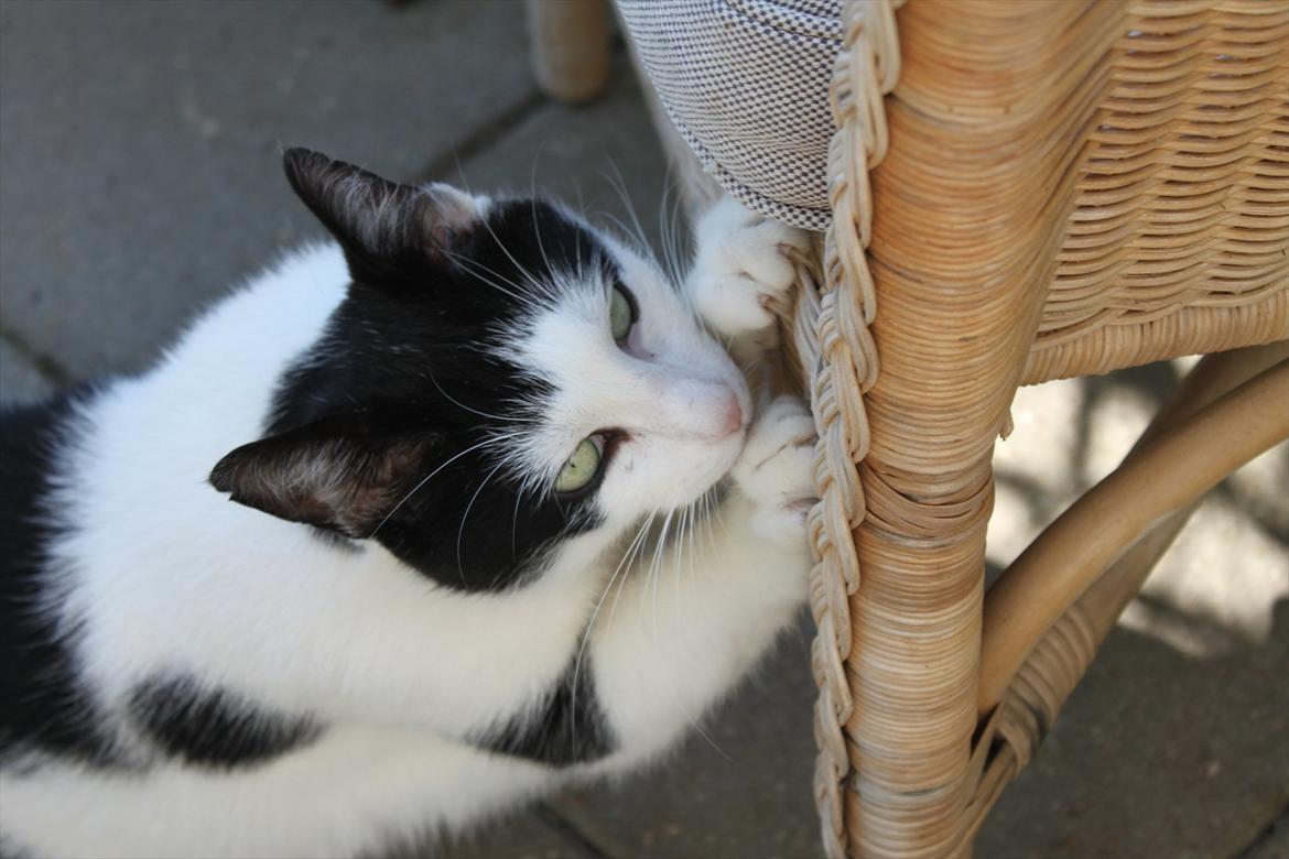 Huskat Fluffy - #1 - Floffy ælter klør i stolen. Slem kat! :-) billede 1