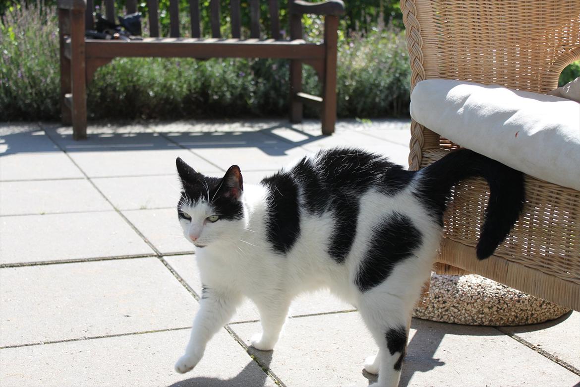 Huskat Fluffy - #2 - Lille mis ude på ballade! billede 2