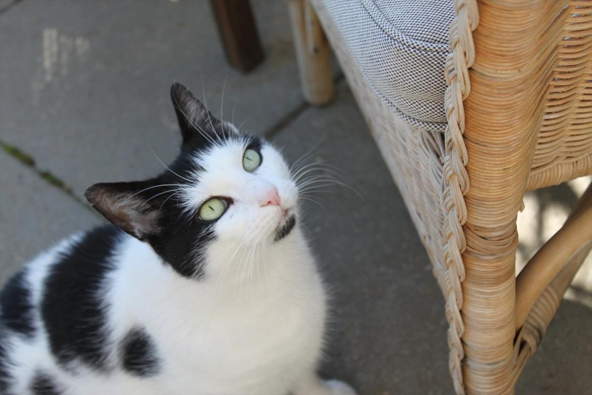 Huskat Fluffy billede 3