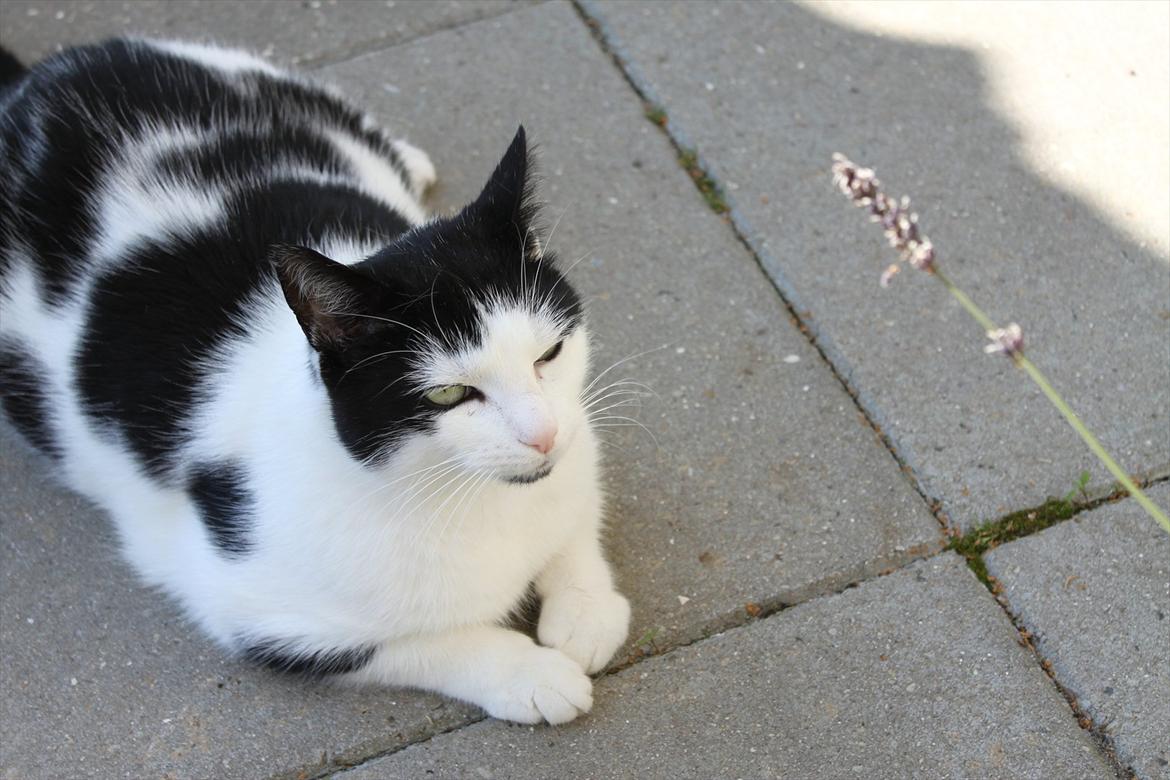 Huskat Fluffy billede 4