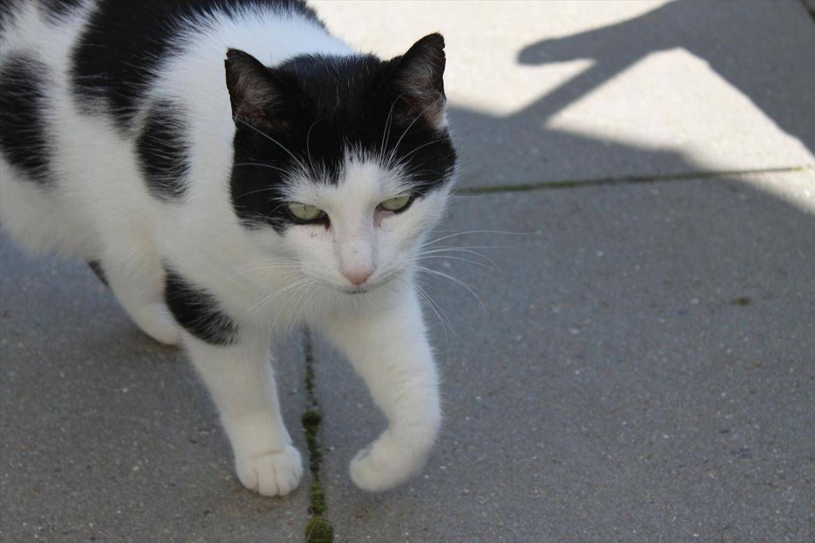 Huskat Fluffy billede 5