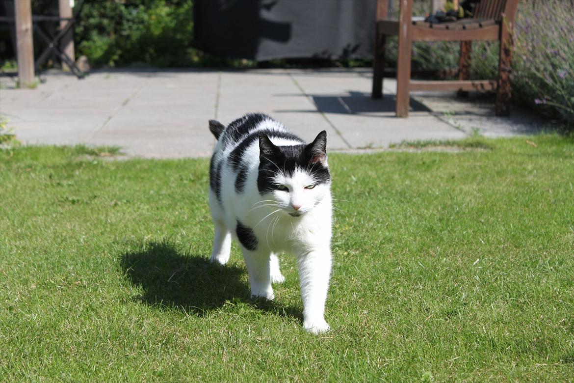 Huskat Fluffy billede 6