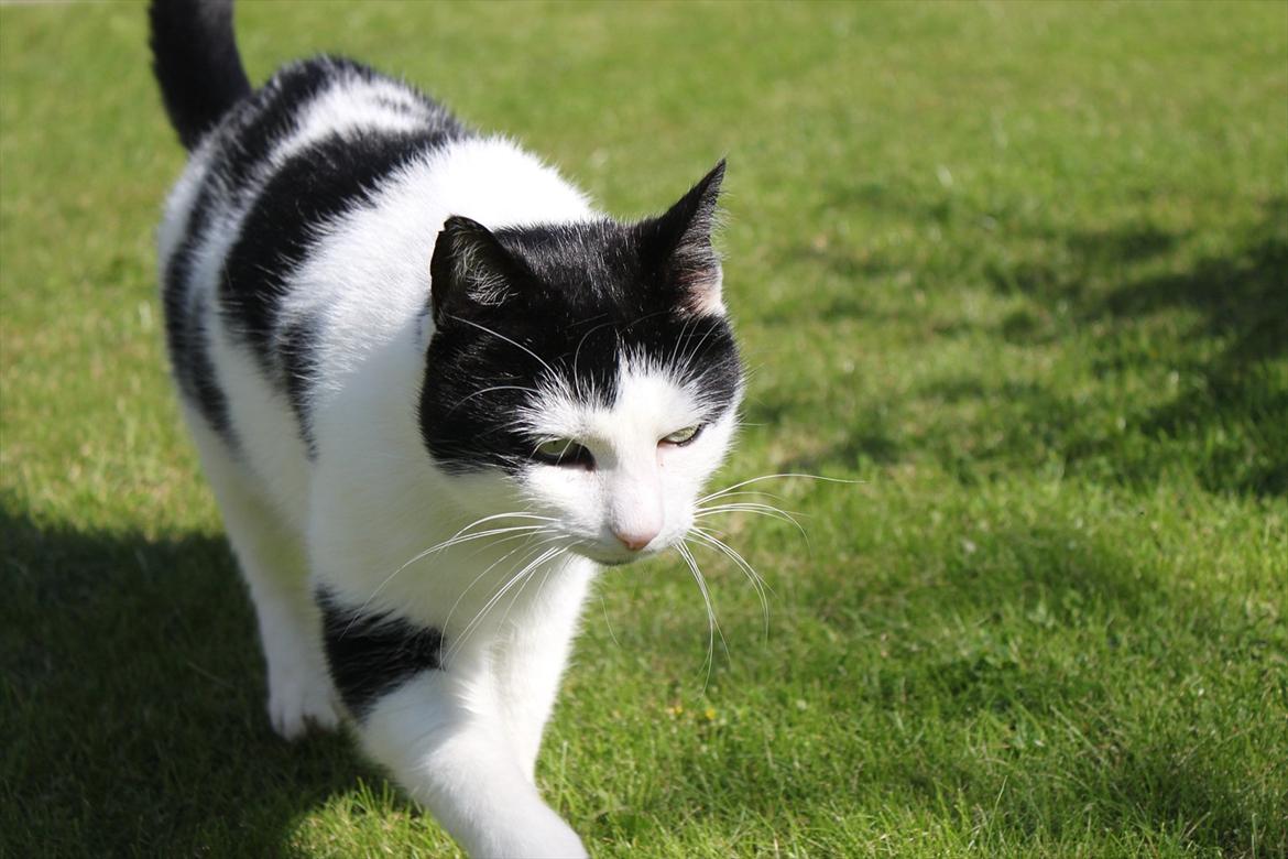 Huskat Fluffy billede 7