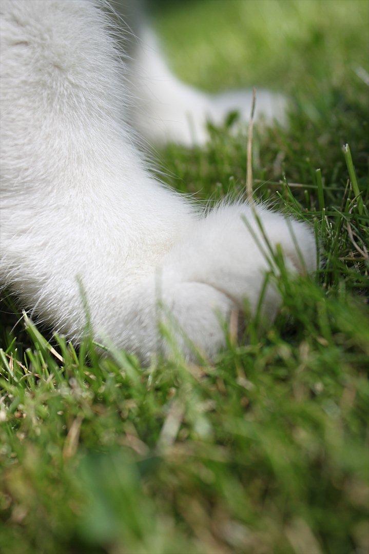 Huskat Fluffy billede 8