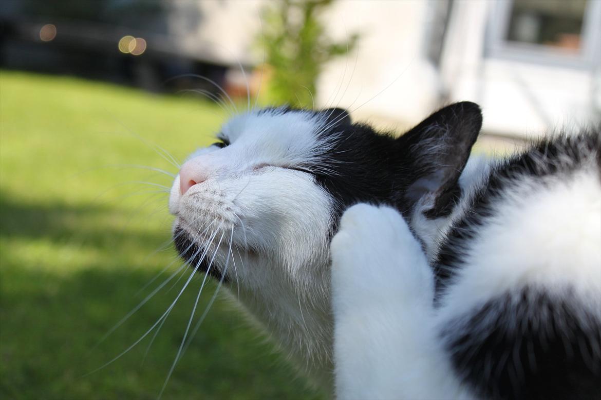 Huskat Fluffy billede 9