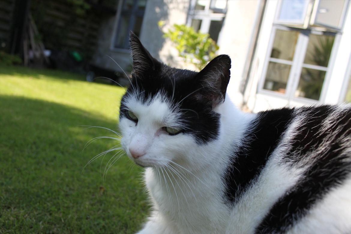 Huskat Fluffy billede 10