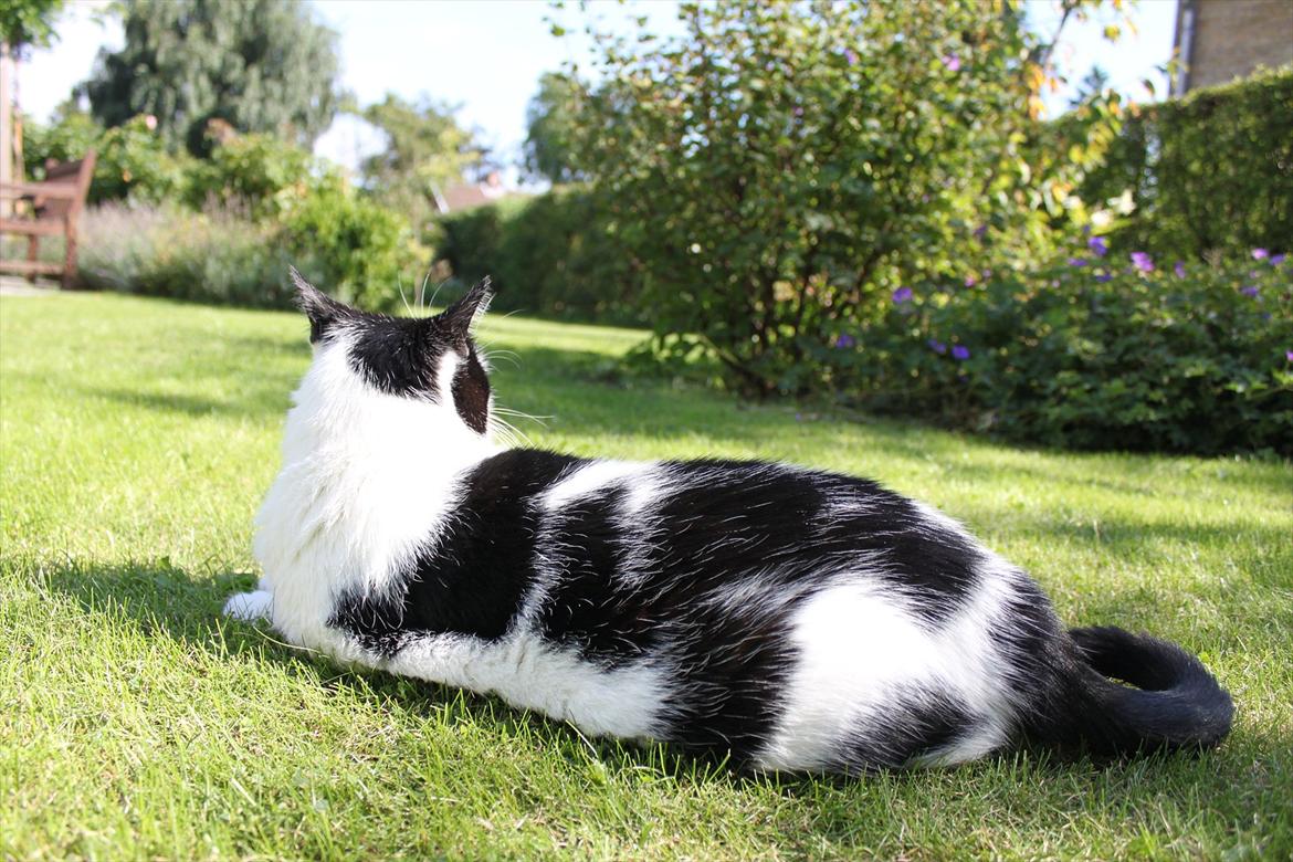 Huskat Fluffy billede 11