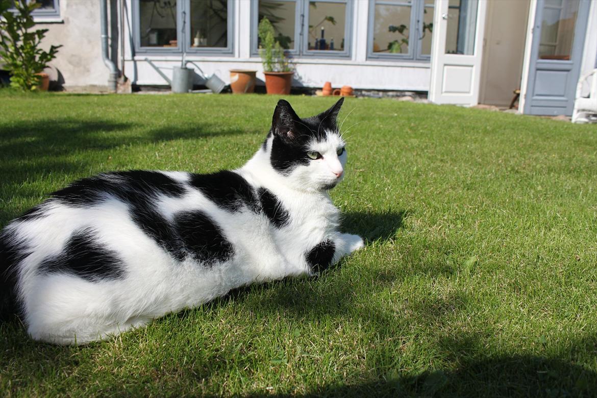 Huskat Fluffy billede 12