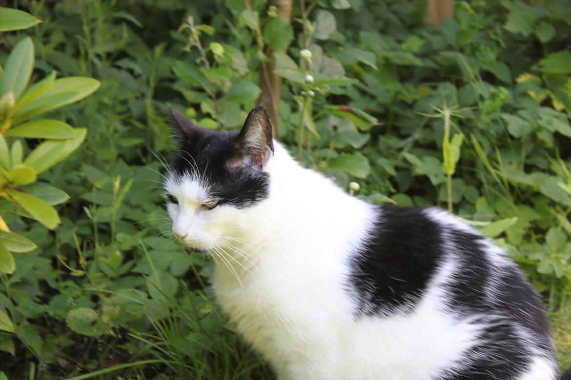 Huskat Fluffy billede 13