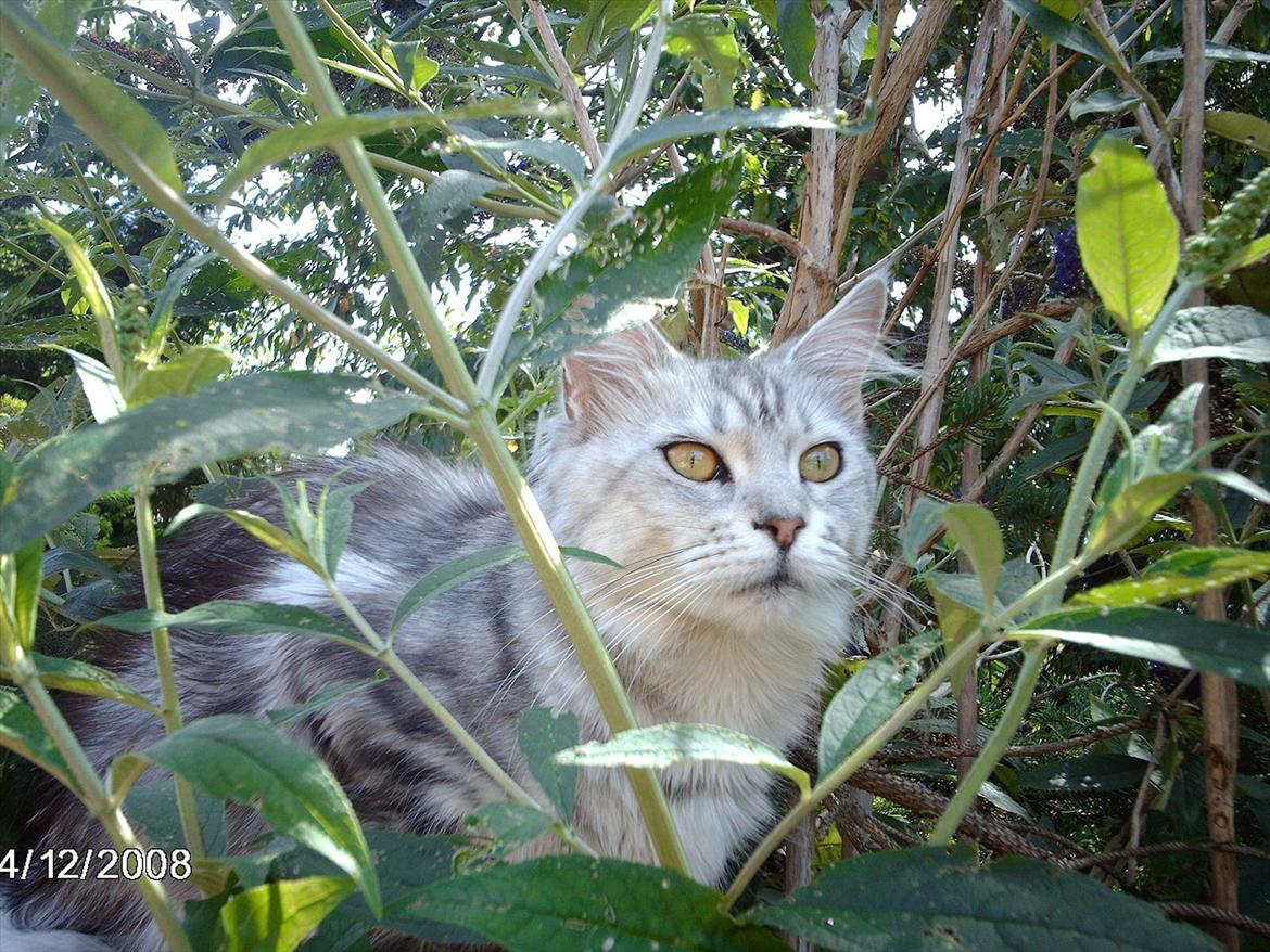 Maine Coon DK Agerskov's Bailey (Malou) billede 1