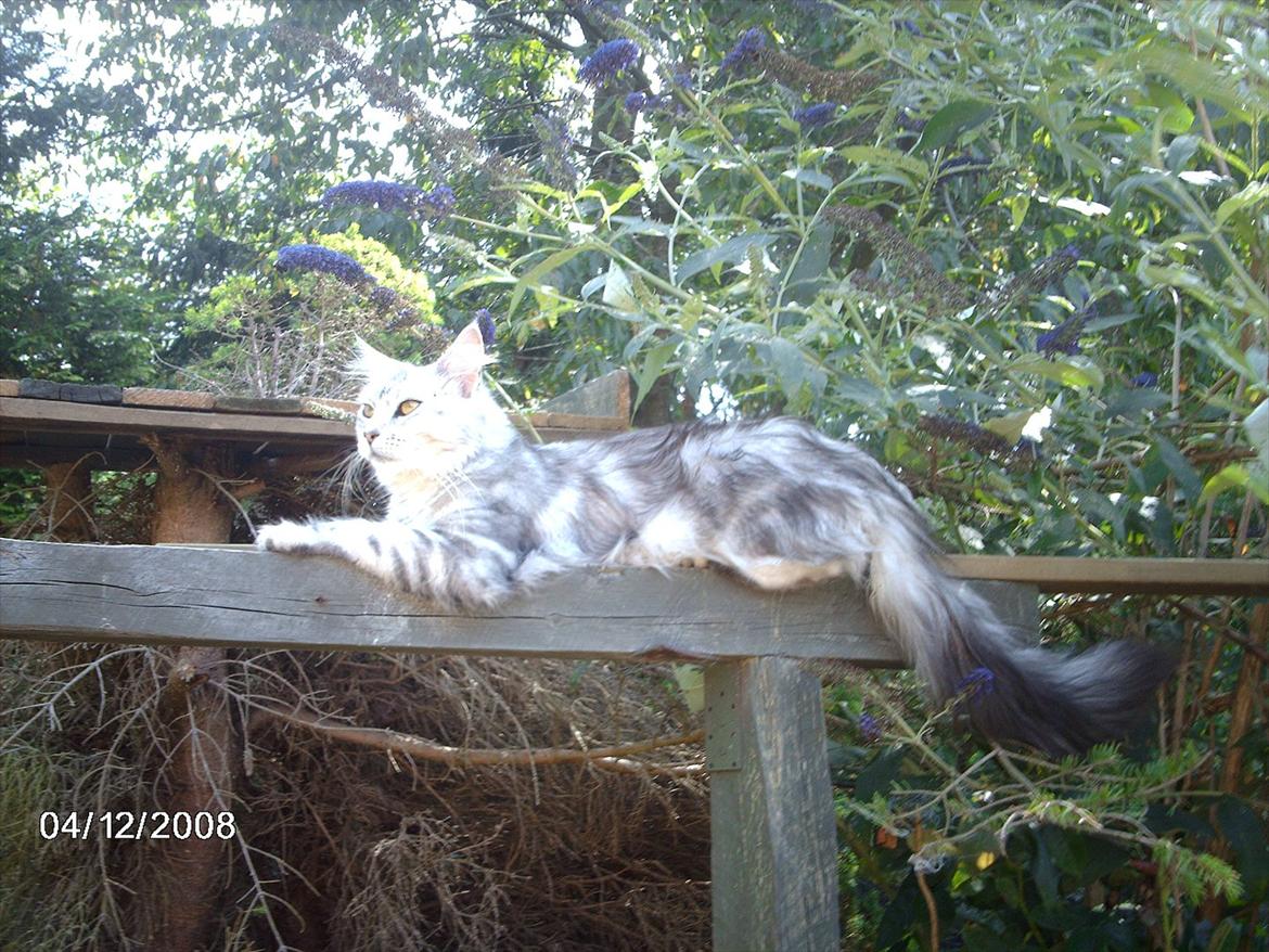 Maine Coon DK Agerskov's Bailey (Malou) billede 3