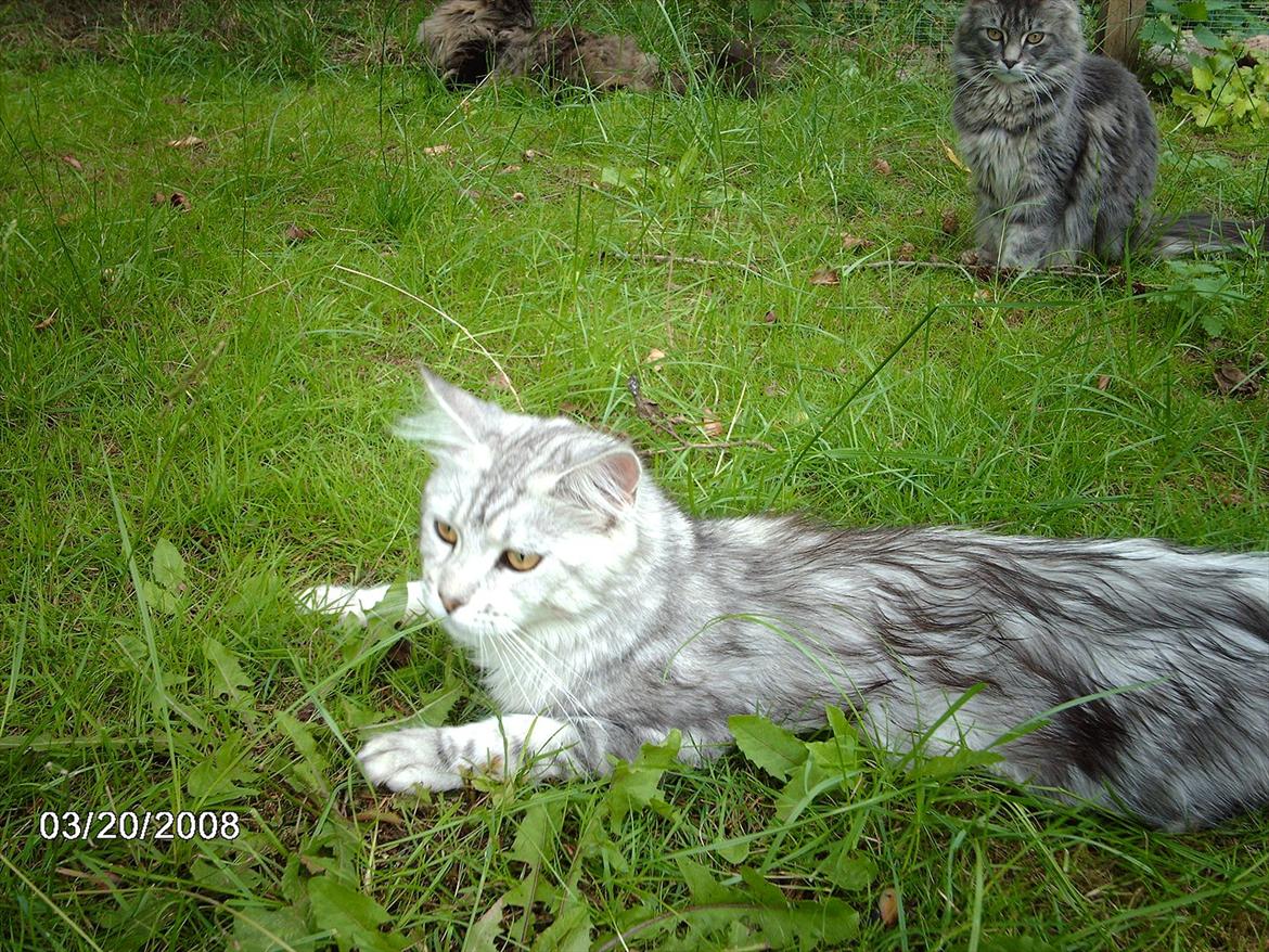 Maine Coon DK Agerskov's Bailey (Malou) billede 4