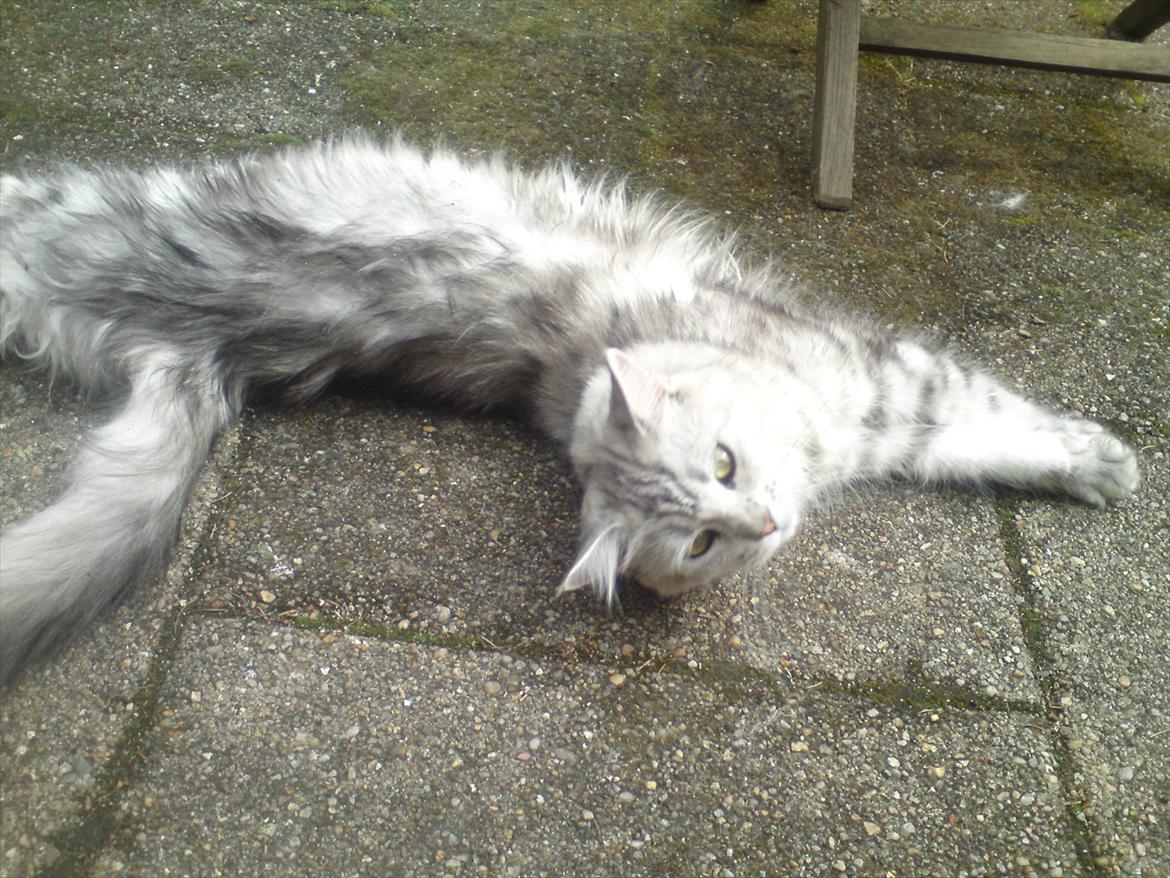 Maine Coon DK Agerskov's Bailey (Malou) billede 5